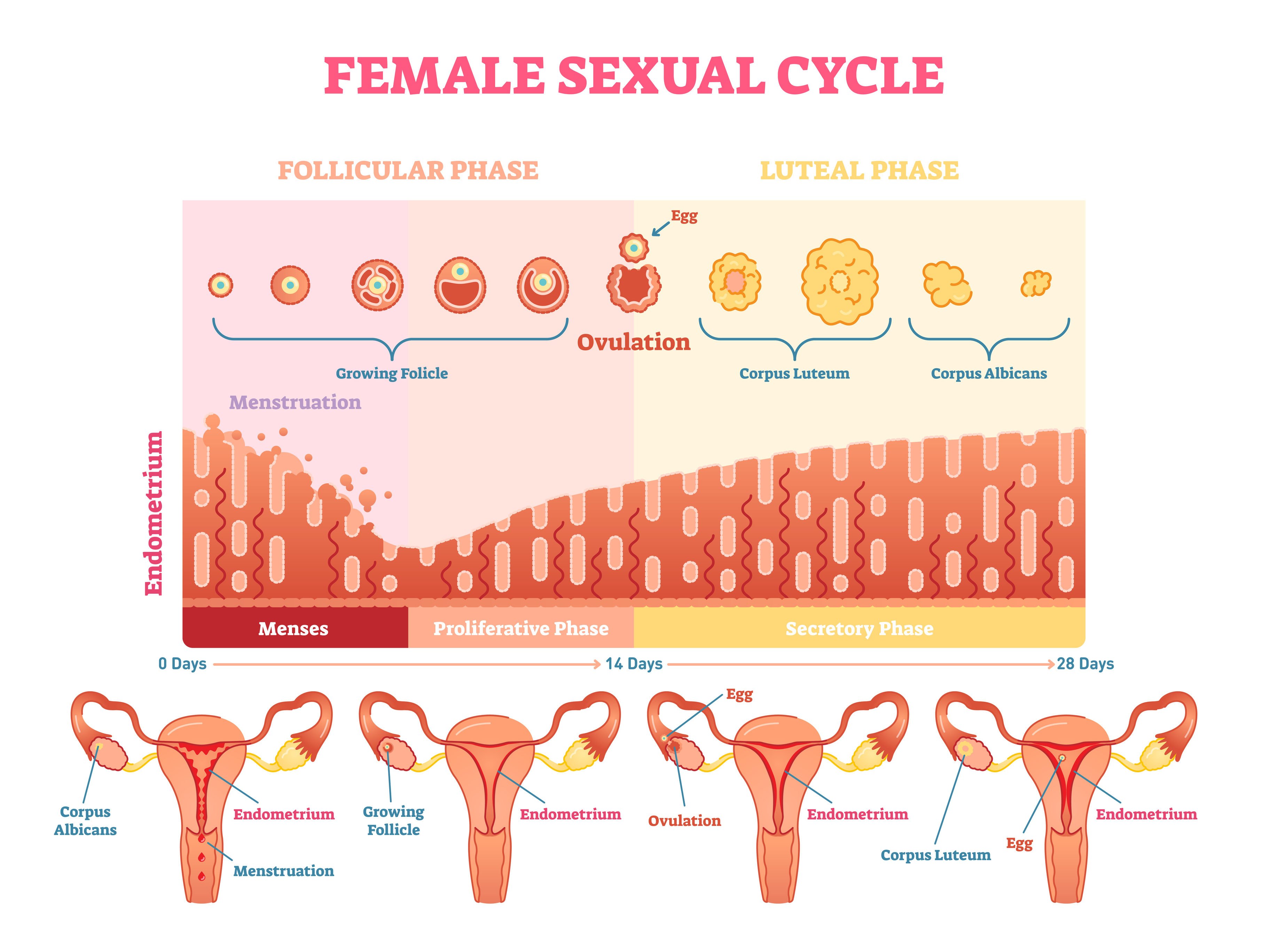 sex Menstrual cycle and oral